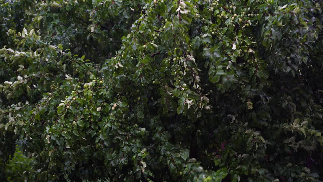 苹果树下着雨，狂风暴雨在下雨天的花园里视频素材