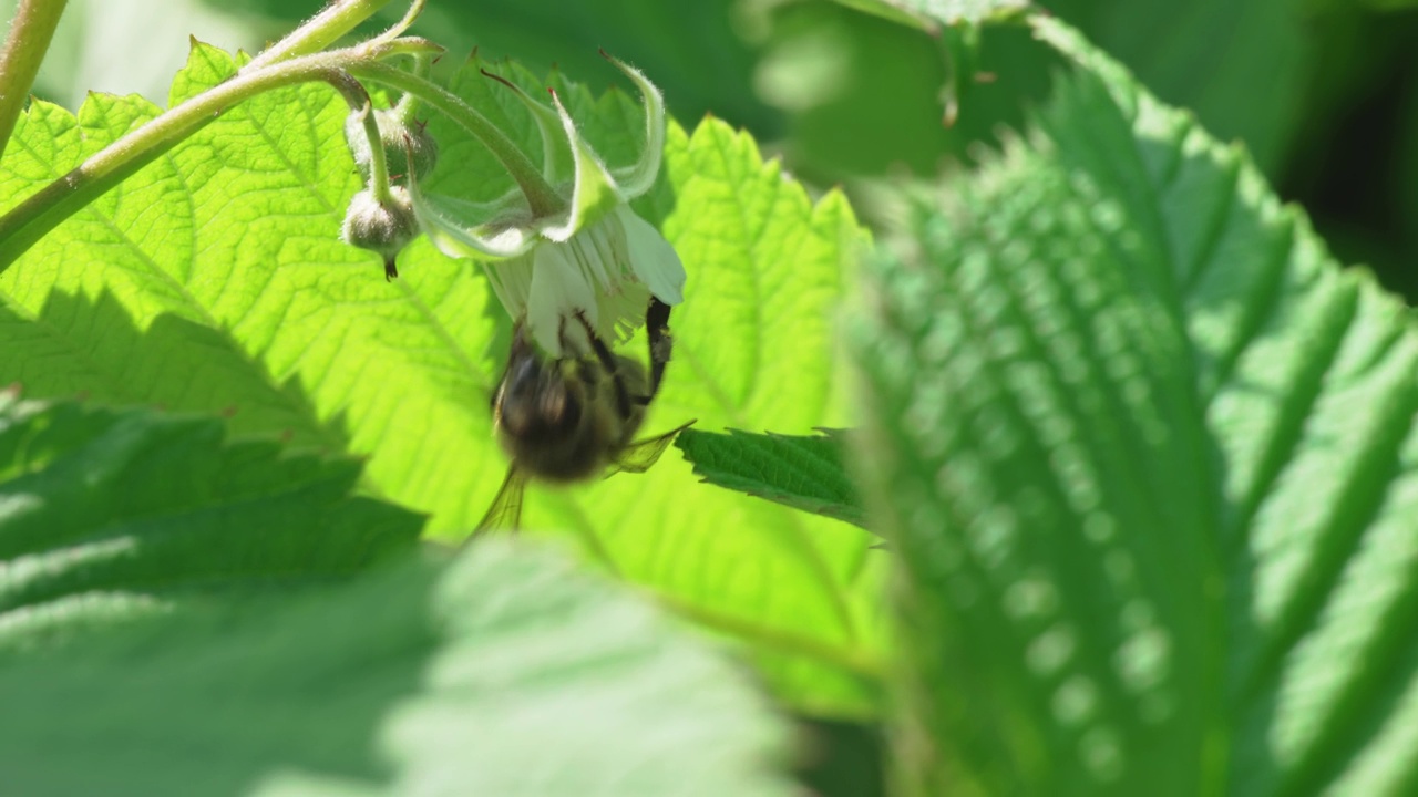 特写镜头。蜜蜂给树莓花授粉。视频素材