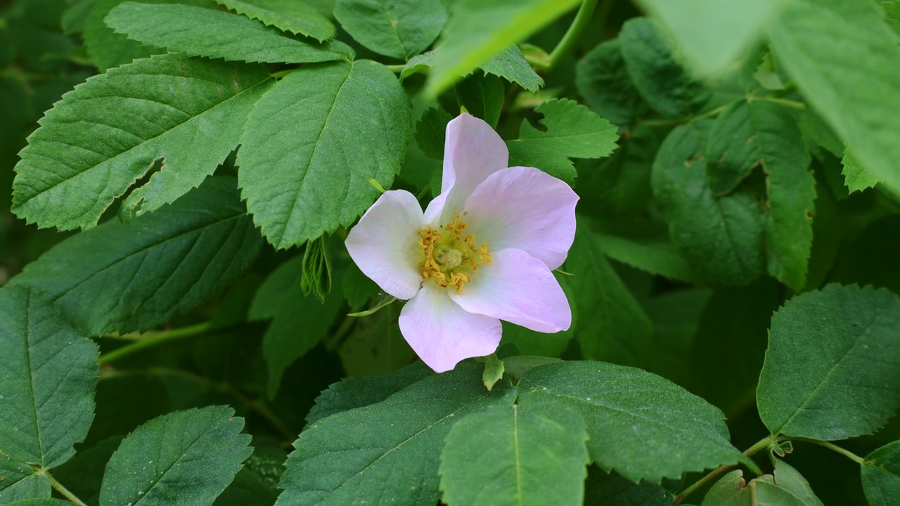 柔软新鲜的野生浅粉色狗玫瑰(野蔷薇，野蔷薇，野蔷薇，烂玫瑰)花在明亮的绿色叶子背景在春天的一个阳光明媚的日子里的花园视频素材