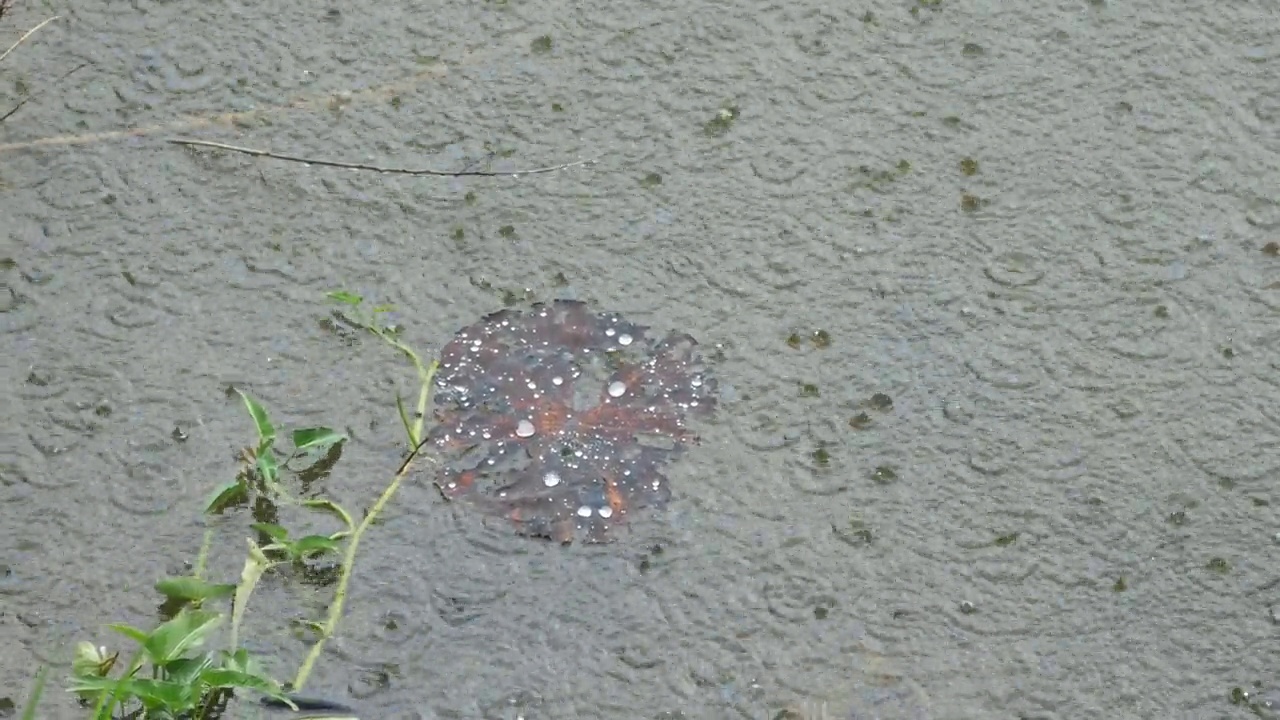 近距离观察荷叶上的雨滴。视频素材