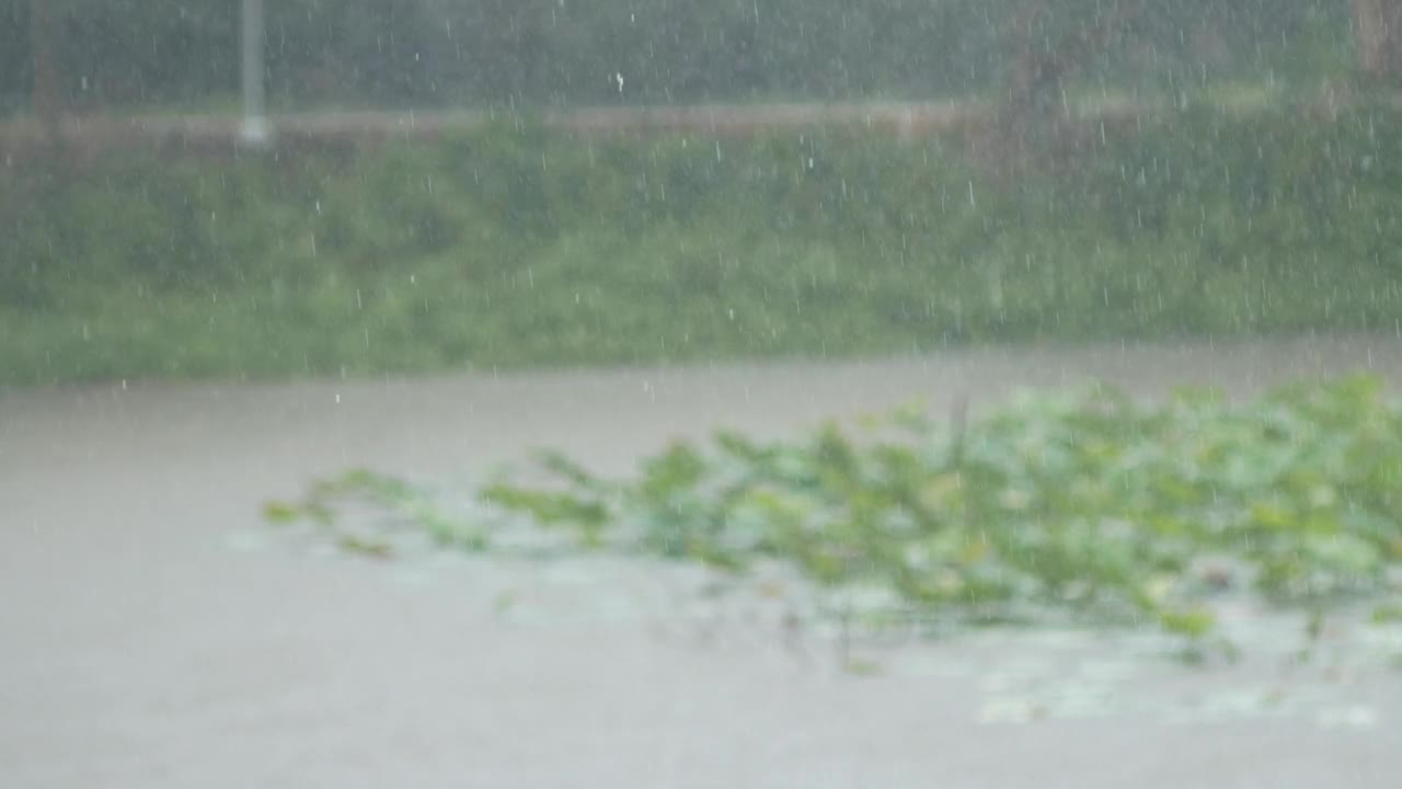 雨滴落在莲花湖的沼泽里。视频素材