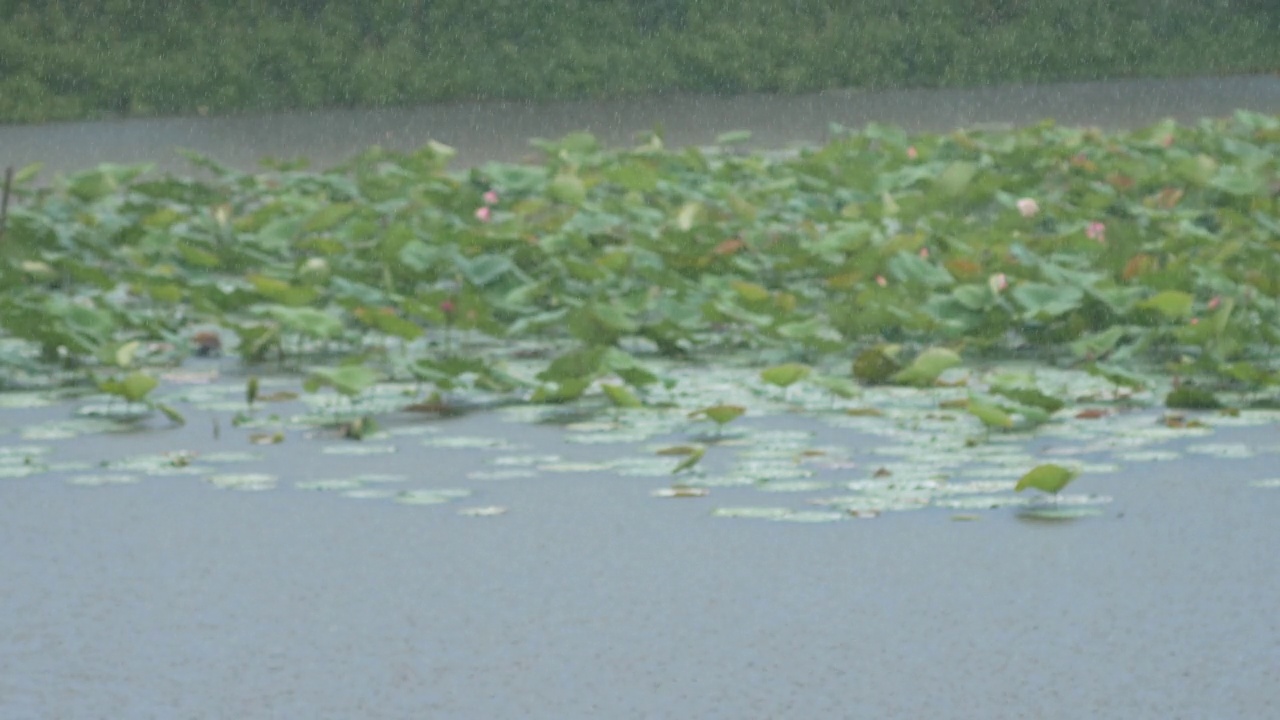 下雨天荷叶池塘视频素材