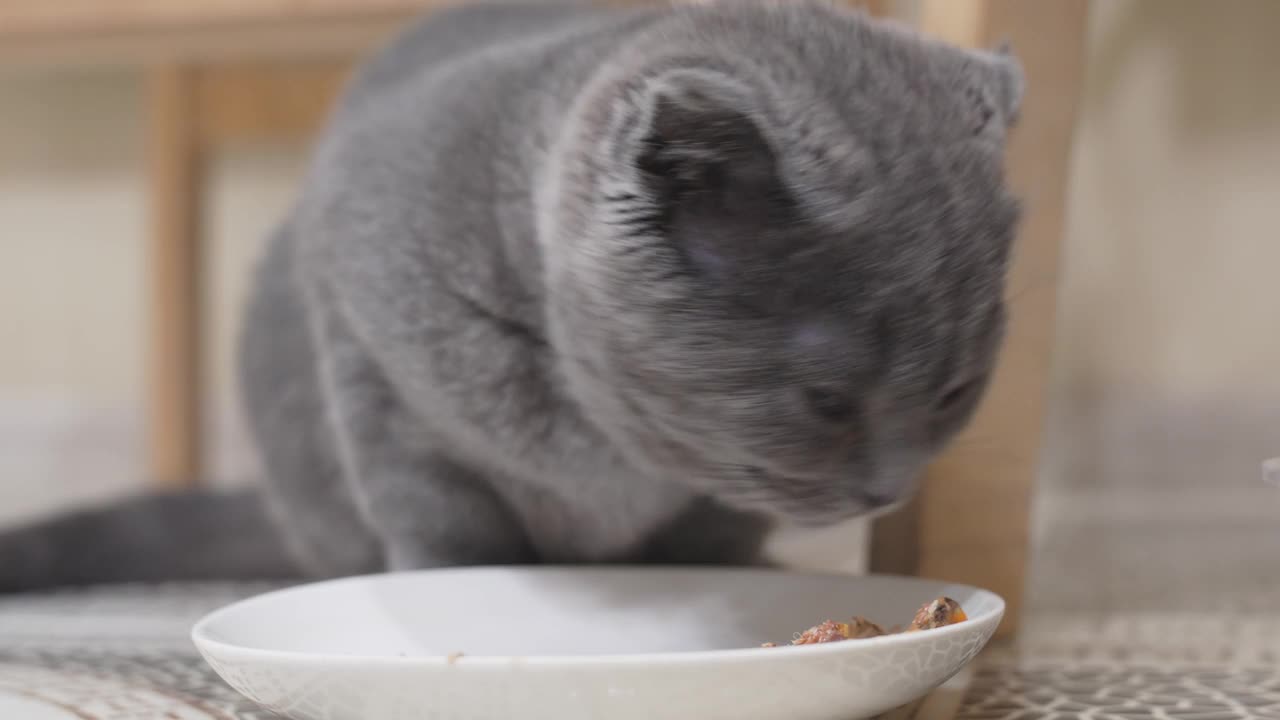 一只可爱又有趣的英国短毛猫小猫在吃碟子里的食物。视频素材