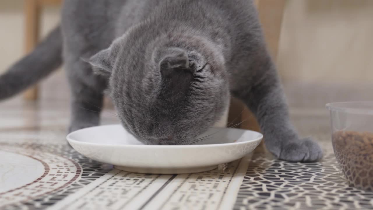 一只可爱又有趣的英国短毛猫小猫在吃碟子里的食物。视频素材