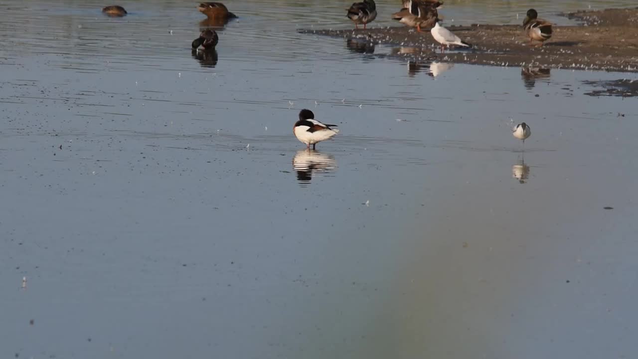 斑鳄梨(Recurvirostra avosetta)在浅水中寻找食物视频下载