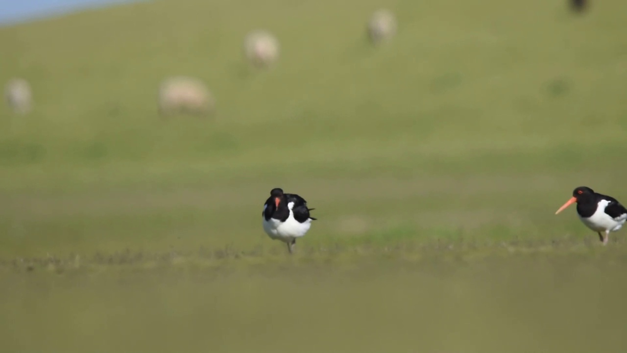 欧亚捕牡蛎人(ostralegus Haematopus)正在田野里走来走去视频素材