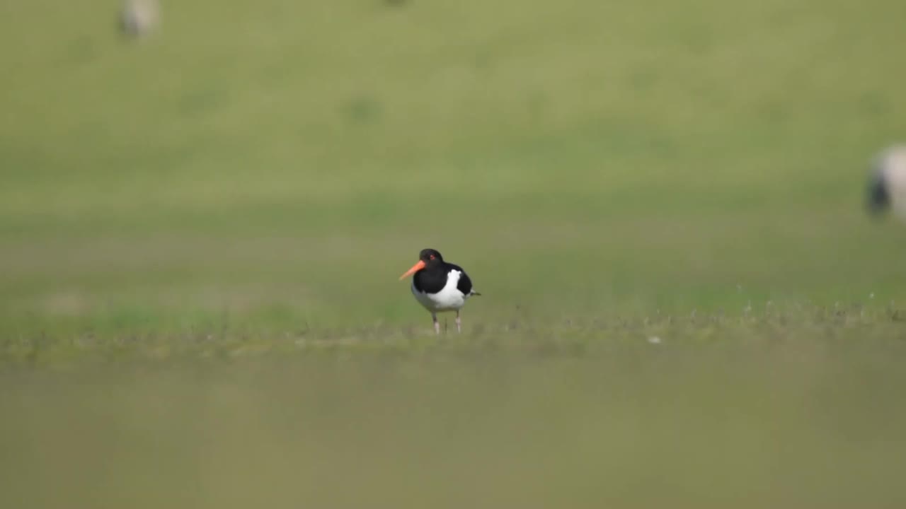 欧亚捕牡蛎人(ostralegus Haematopus)正在田野里走来走去视频素材