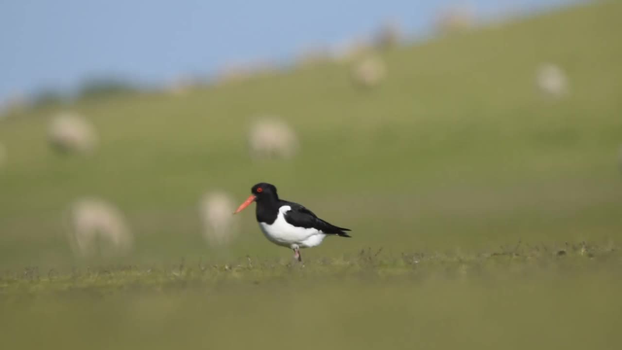 欧亚捕牡蛎人(ostralegus Haematopus)正在田野里走来走去视频素材