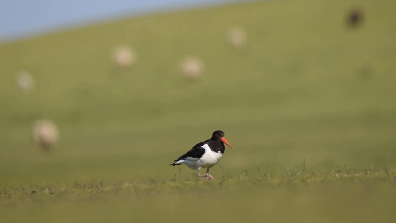 欧亚捕牡蛎人(ostralegus Haematopus)正在田野里走来走去视频素材