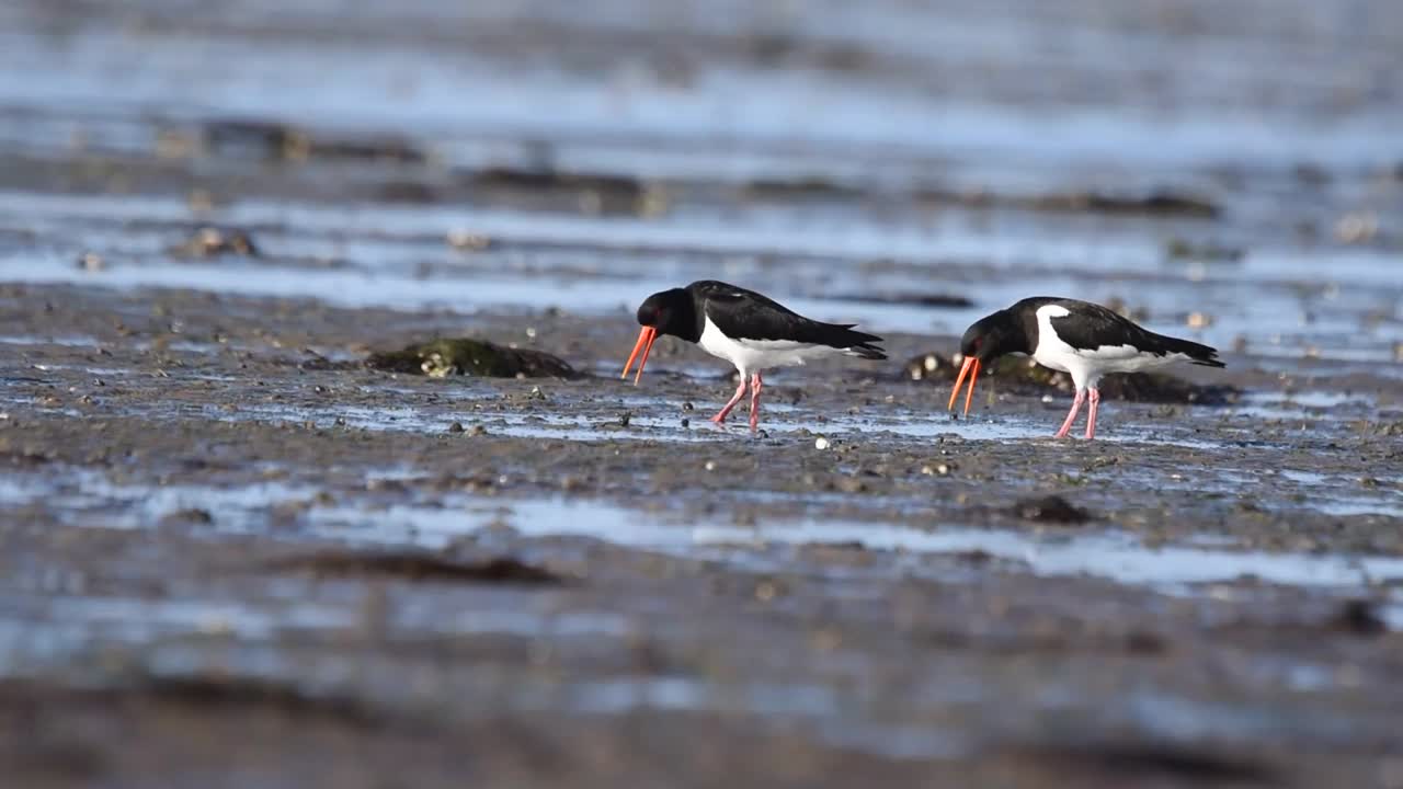 欧亚捕牡蛎者(Haematopus ostralegus)正在浅水中行走视频素材