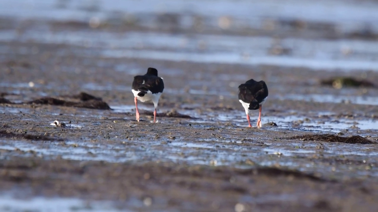 欧亚捕牡蛎者(Haematopus ostralegus)正在浅水中行走视频素材