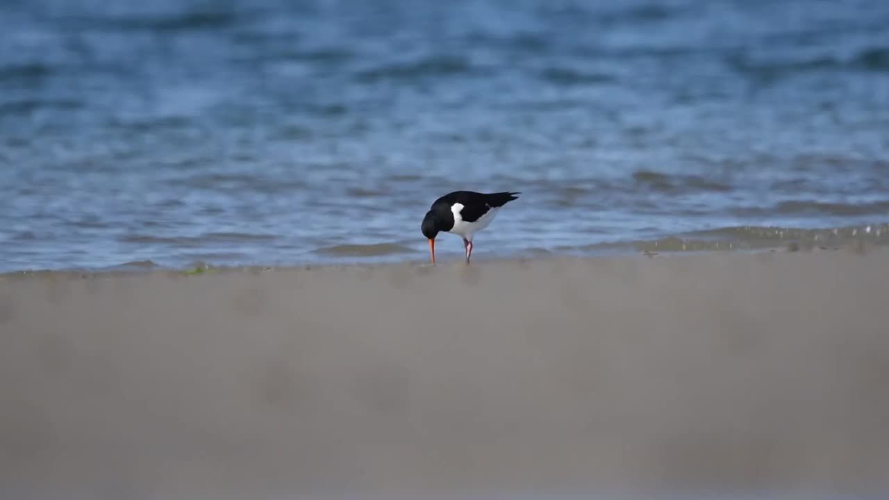 欧亚捕牡蛎者(Haematopus ostralegus)正在浅水中行走视频素材