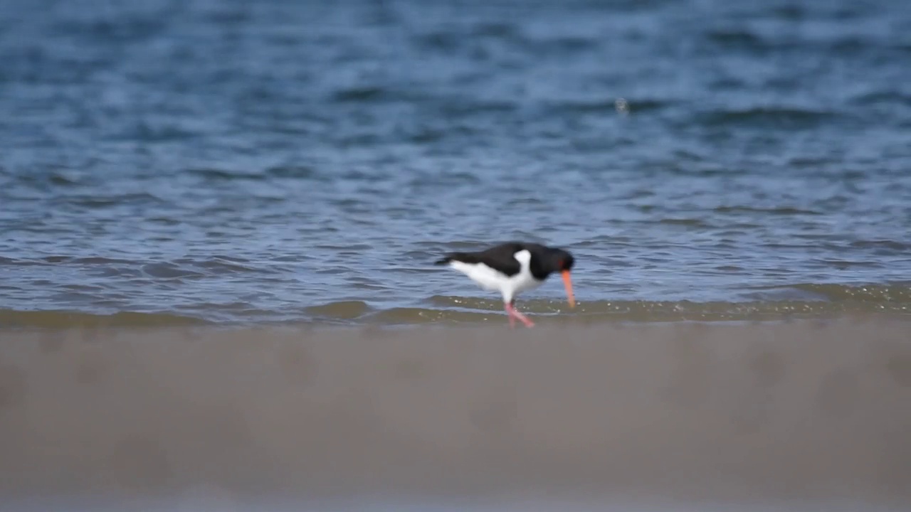 欧亚捕牡蛎者(Haematopus ostralegus)正在浅水中行走视频素材