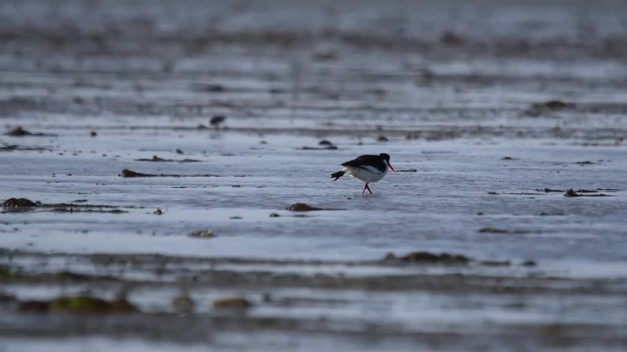 欧亚捕牡蛎者(ostralegus Haematopus)在浅水中进食视频素材