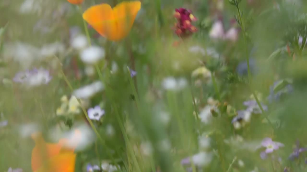 花园里有美丽的野花视频素材