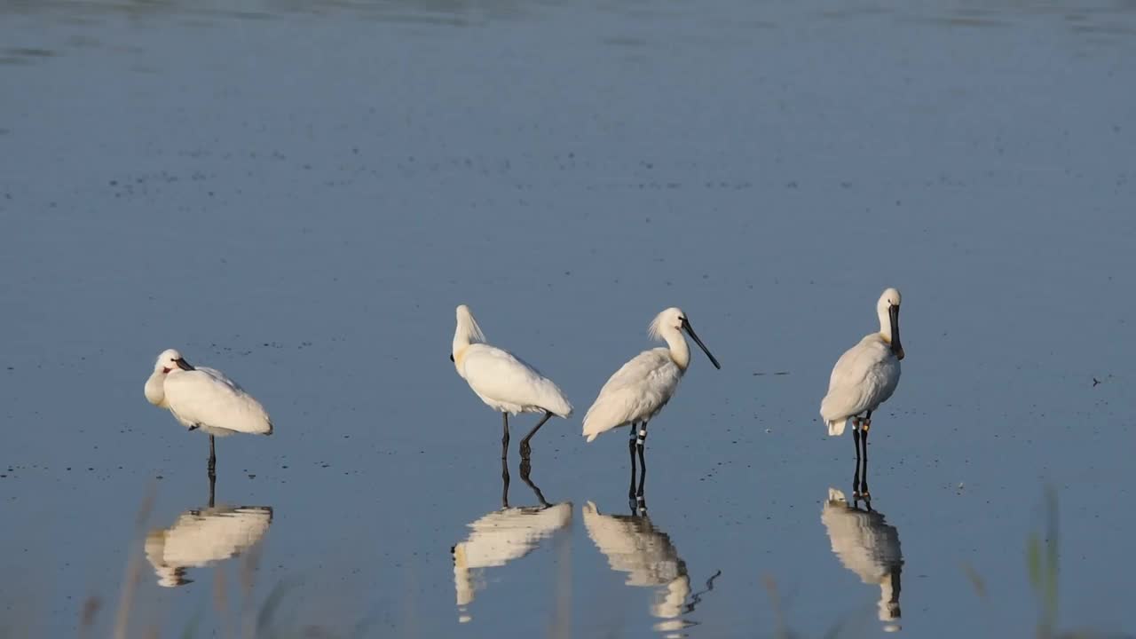 琵鹭(Platalea leucorodia)站在池塘上视频素材