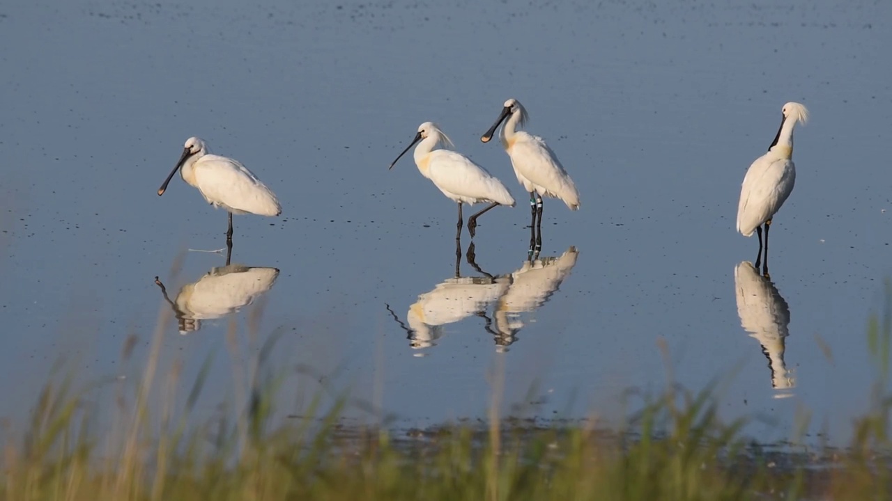 四只琵鹭(Platalea leucorodia)站在池塘上视频下载