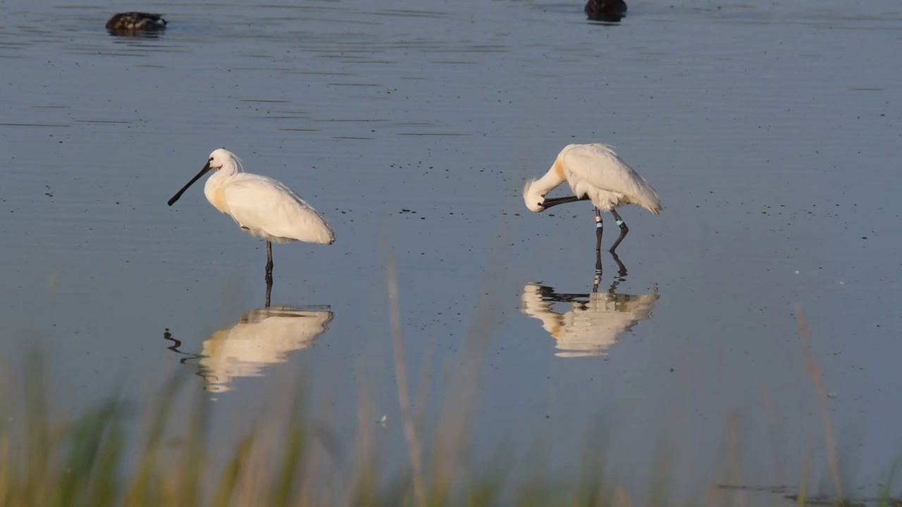 欧亚琵鹭或普通琵鹭(Platalea leucorodia)清晨站在浅水中视频素材