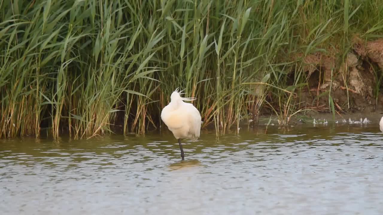 欧亚琵鹭或普通琵鹭(Platalea leucorodia)单腿站立在池塘里视频下载