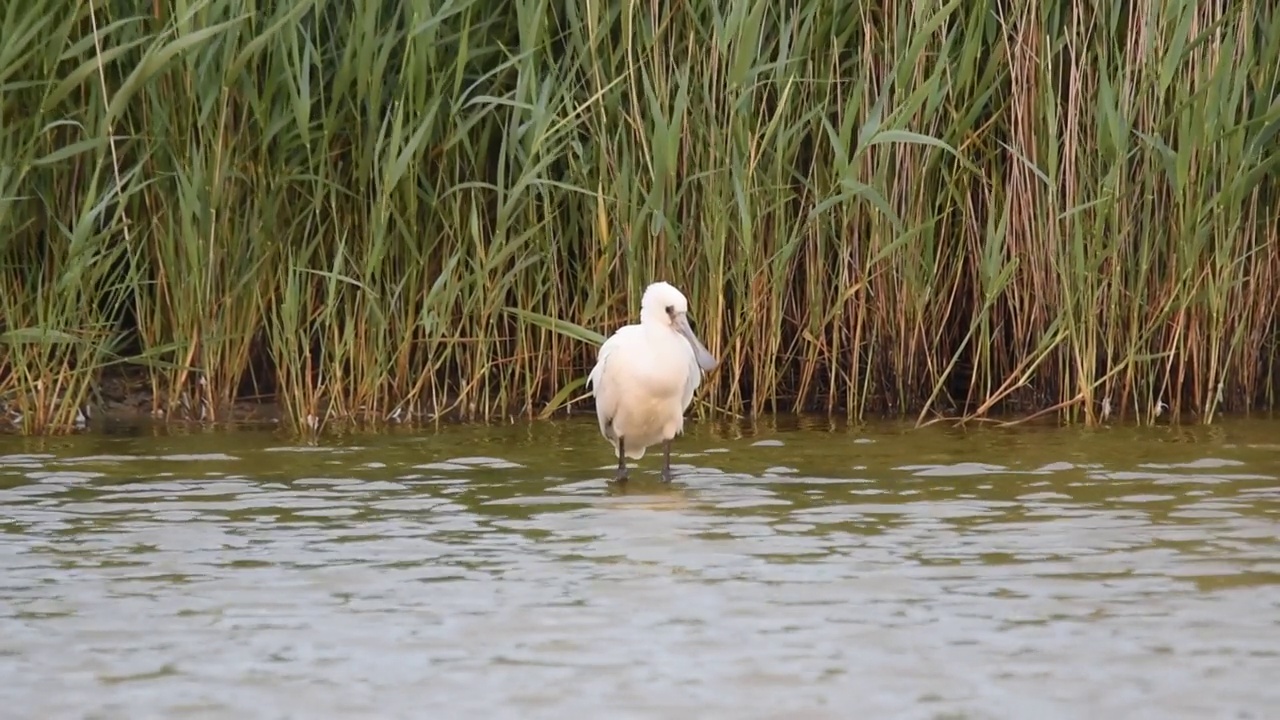 欧亚琵鹭或普通琵鹭(Platalea leucorodia)单腿站立在池塘里视频下载