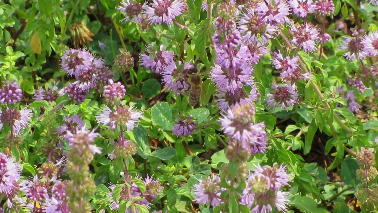 蜜蜂从一种花中采集花蜜视频素材