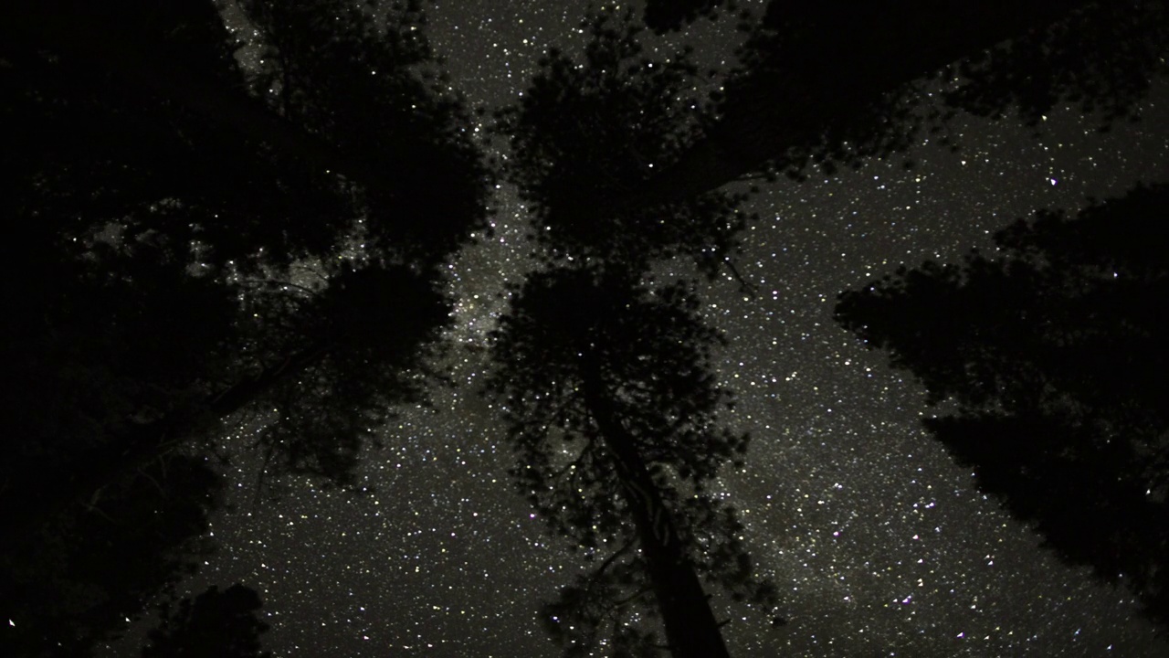 树梢上的银河夜空视频素材