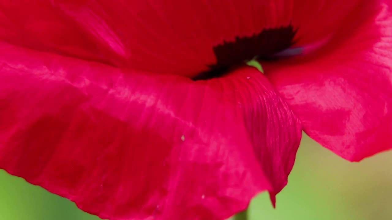 罂粟花在田野里，在阳光下，在风中特写，花的背景，罂粟视频素材