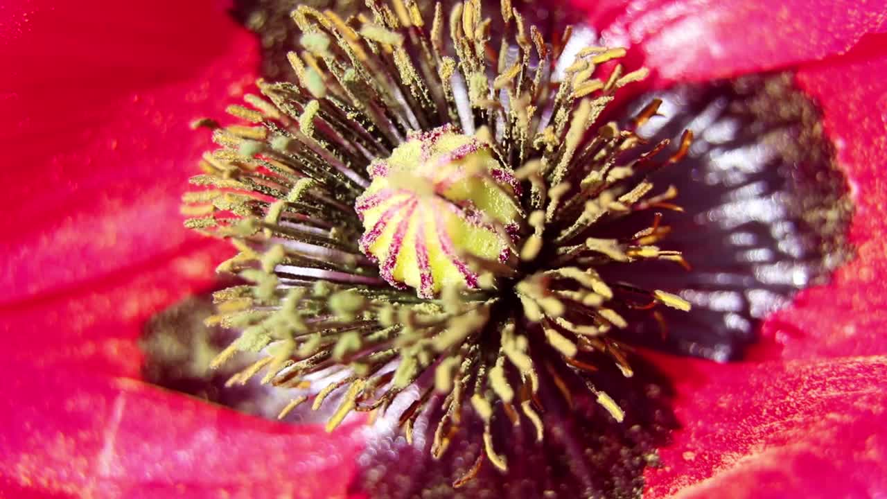 罂粟花在田野里，在阳光下，在风中特写，花的背景，罂粟视频素材