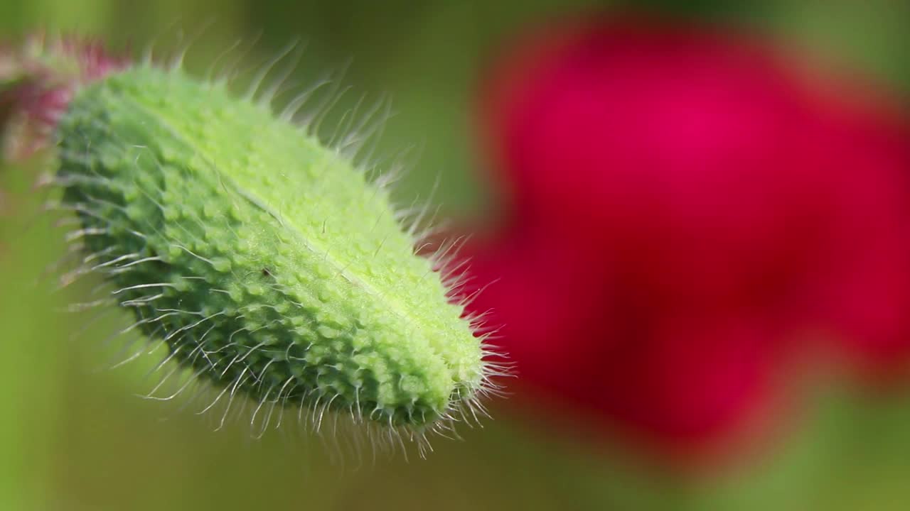 罂粟花在田野里，在阳光下，在风中特写，花的背景，罂粟视频素材