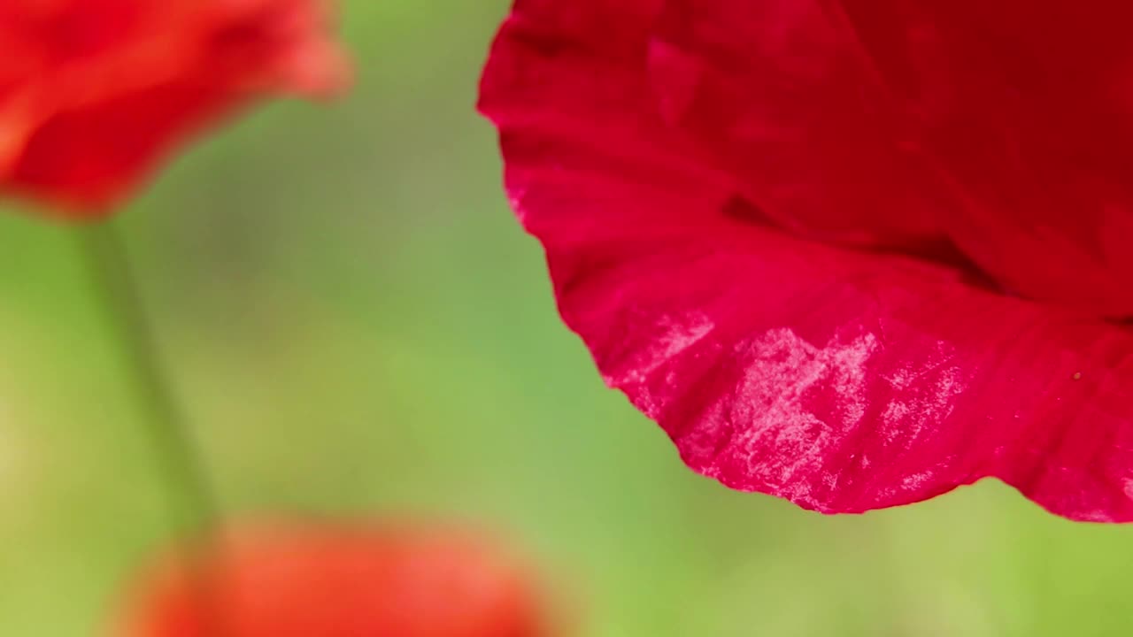 罂粟花在田野里，在阳光下，在风中特写，花的背景，罂粟视频素材