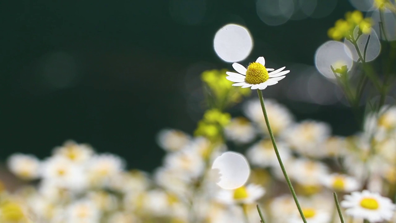 田野里的雏菊，春天的乌克兰，野花，花香的背景视频素材