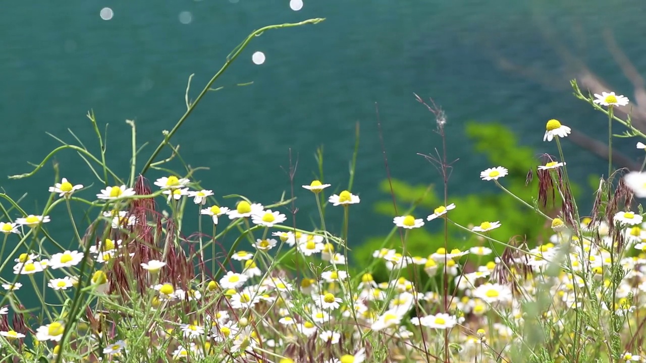 田野里的雏菊，春天的乌克兰，野花，花香的背景视频素材