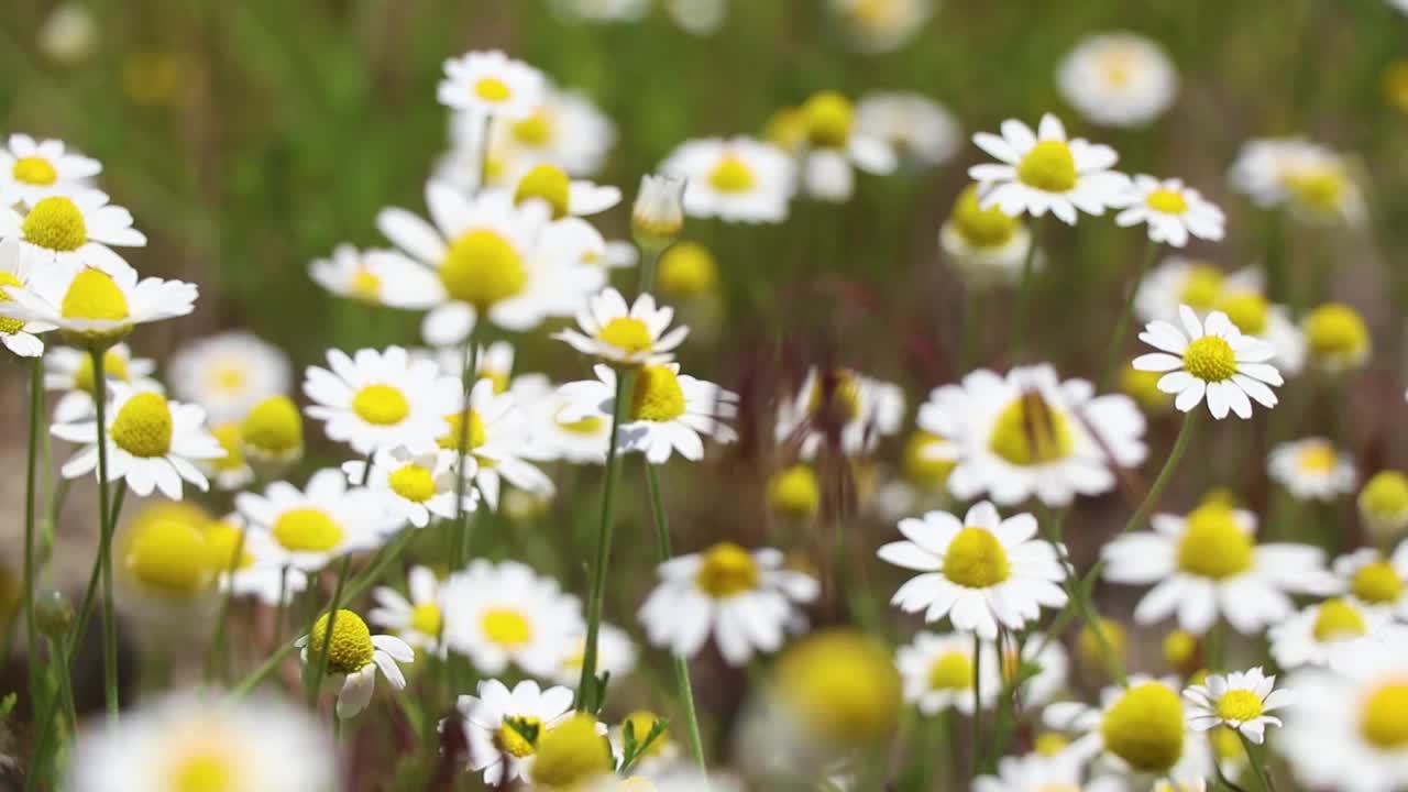 田野里的雏菊，春天的乌克兰，野花，花香的背景视频素材