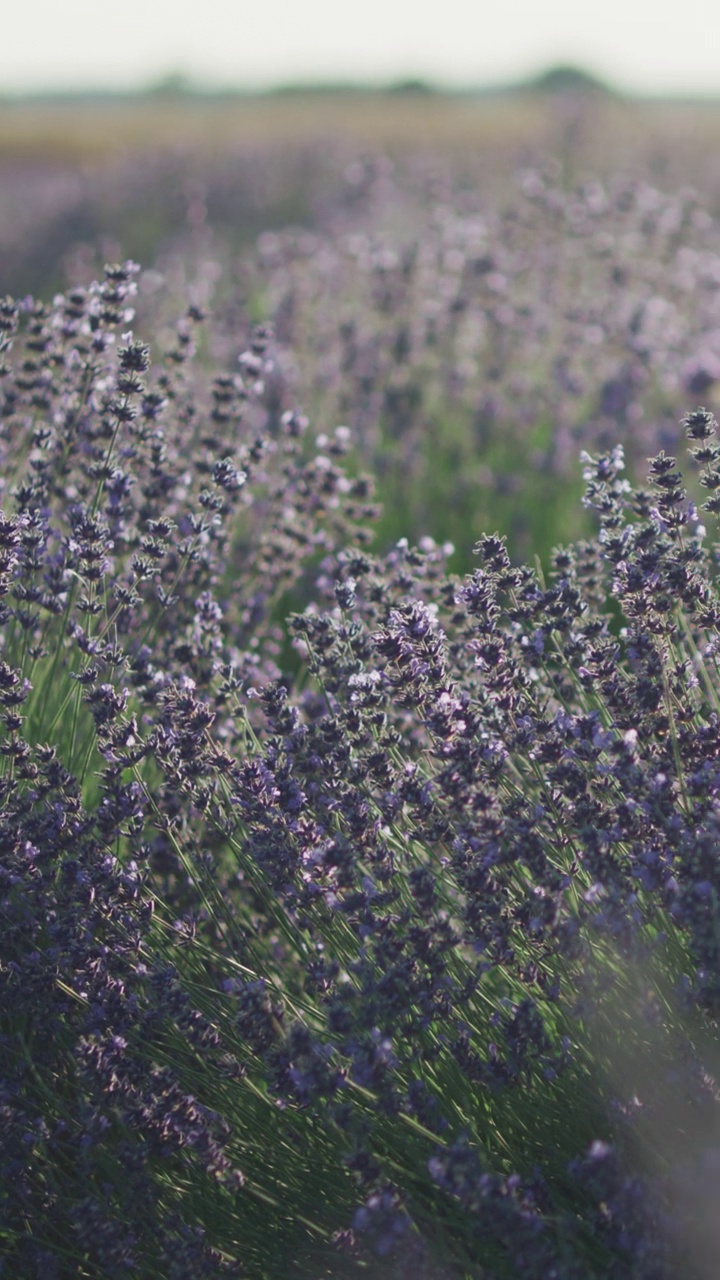 蜜蜂授粉薰衣草花垂直视频视频素材