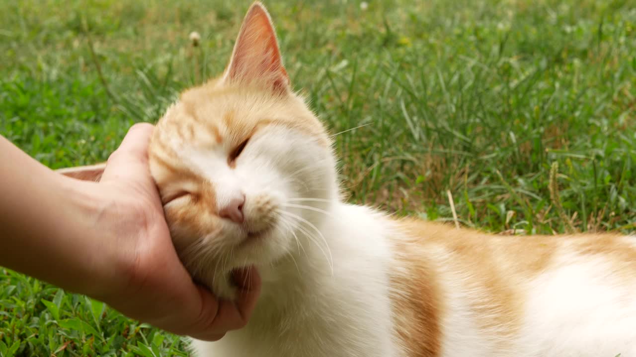 一个孩子在绿草的背景上抚摸着一只姜黄色的街猫。视频下载