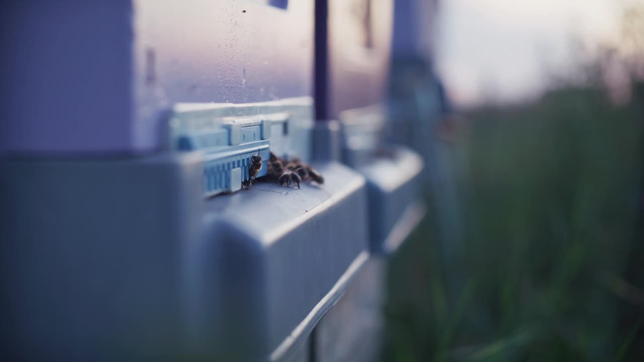 (特写)蜜蜂蜂拥而至，带着花蜜返回蜂巢视频素材