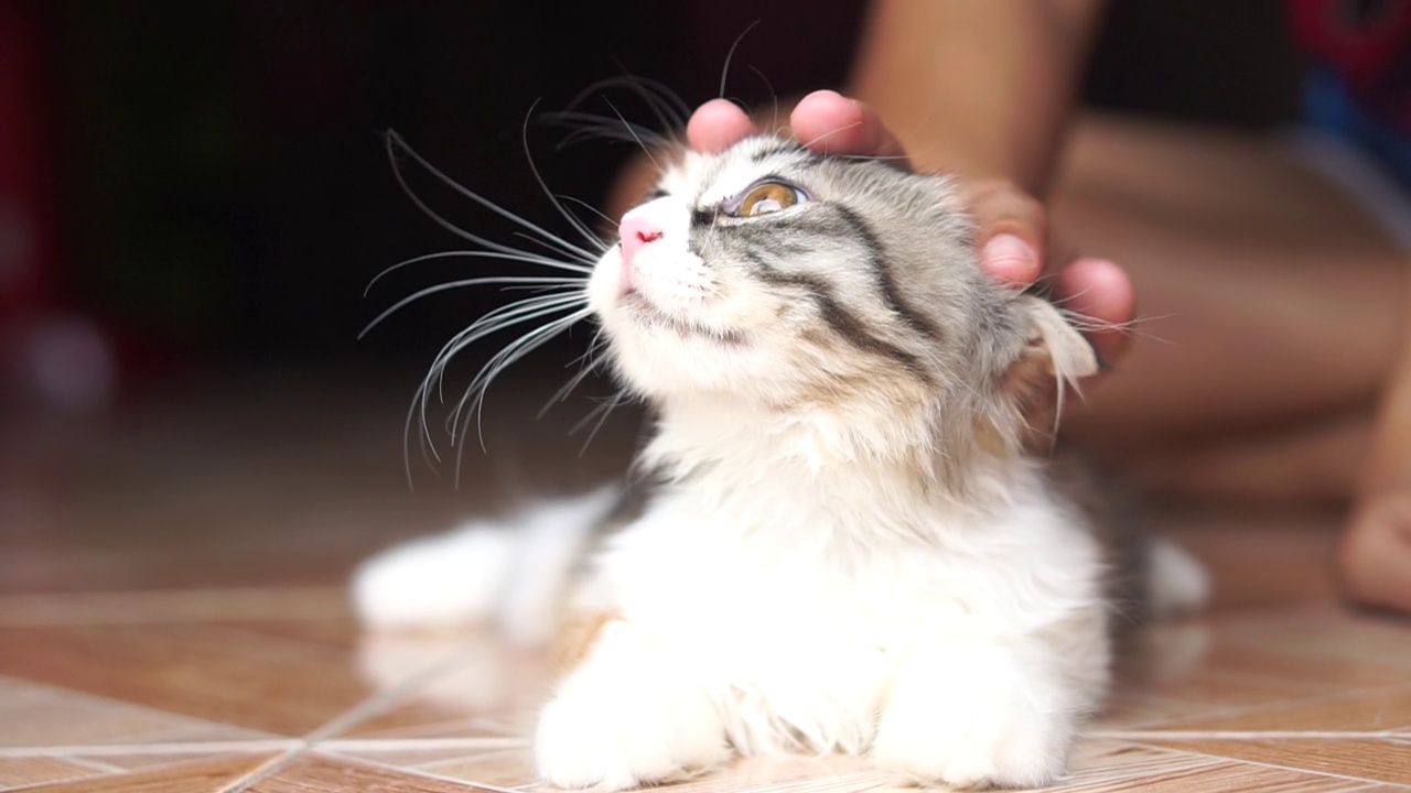 女人在家里和猫玩视频素材