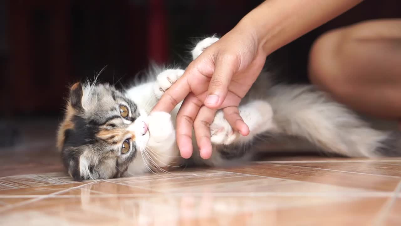 女人在家里和猫玩视频素材