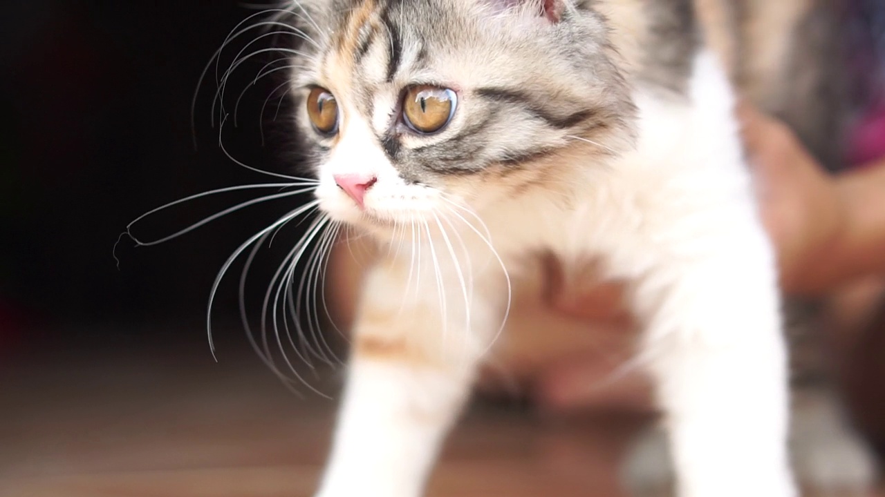 女人在家里和猫玩视频素材