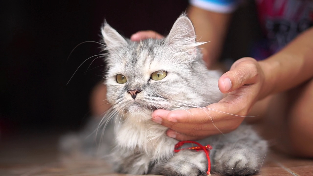 女人在家里和猫玩视频素材