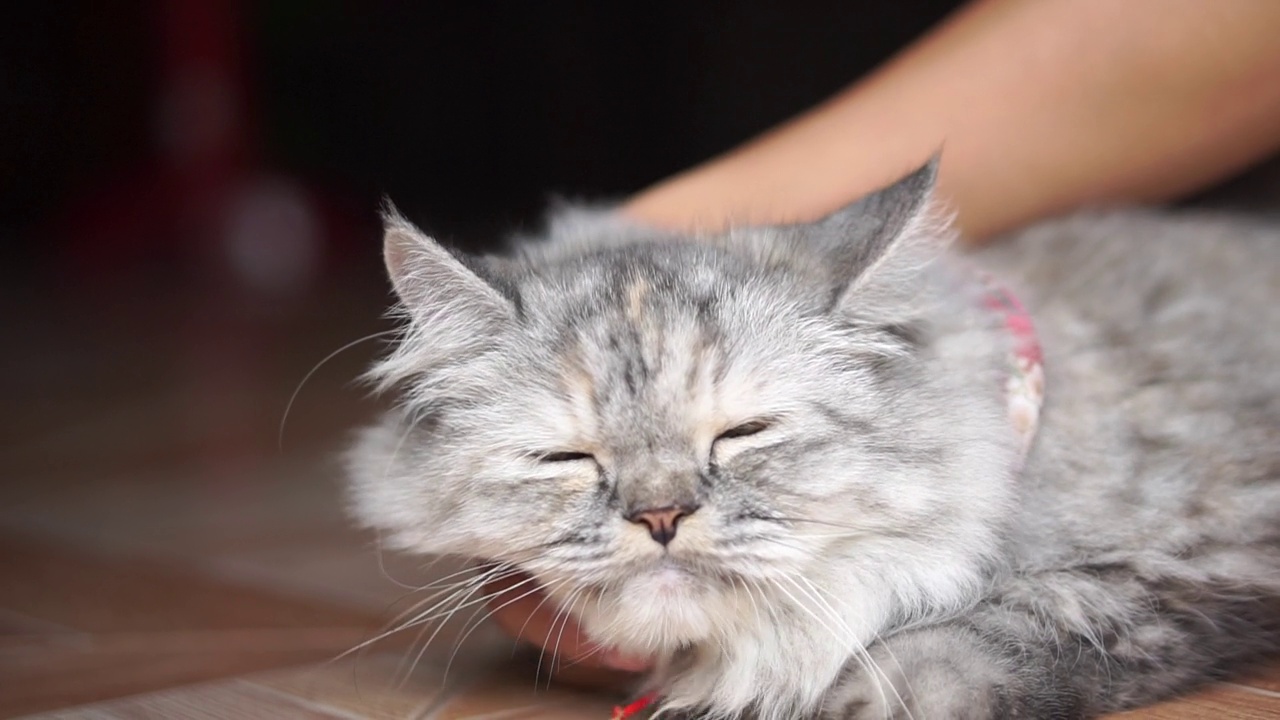 女人在家里和猫玩视频素材