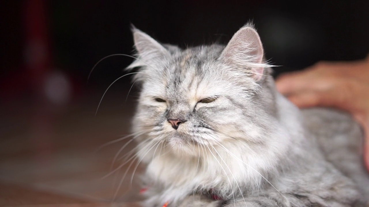 女人在家里和猫玩视频素材