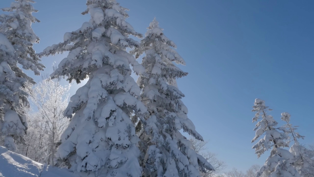 阳光照在高大的雪杉树后面视频素材