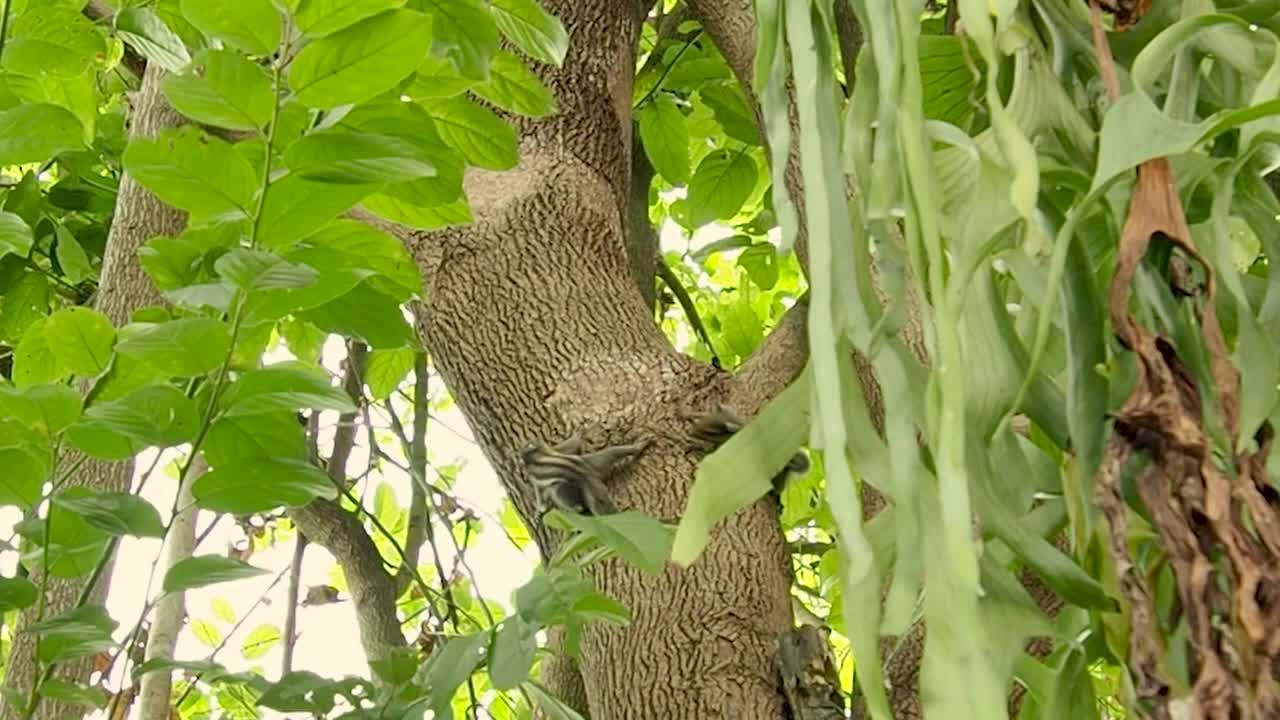 松鼠在树上互相追逐嬉戏视频下载