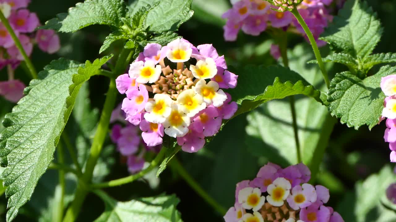 五颜六色的花朵和绿色的叶子视频素材