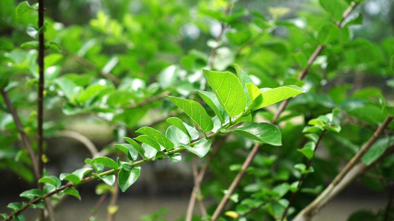 花园里的锯齿状叶视频素材