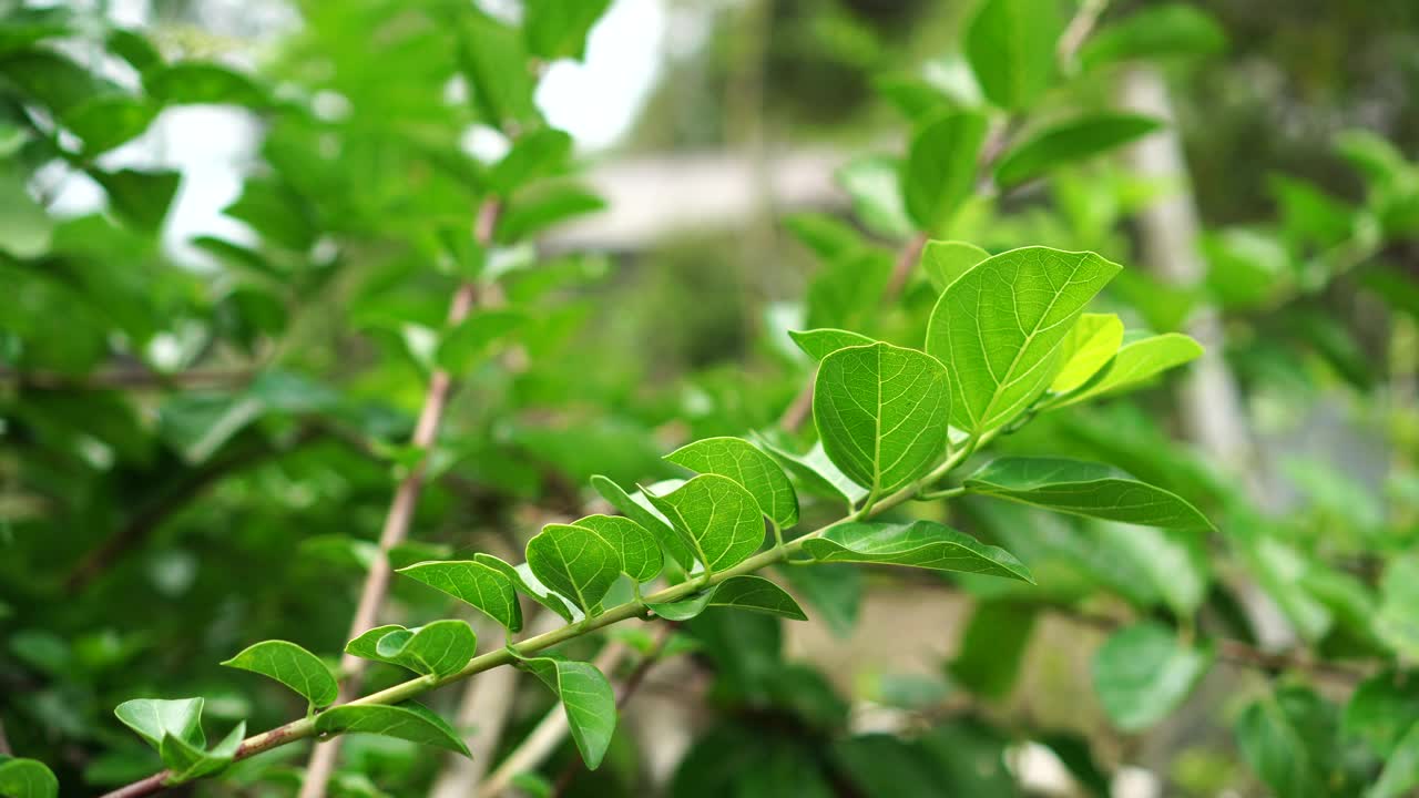 花园里的锯齿状叶视频素材