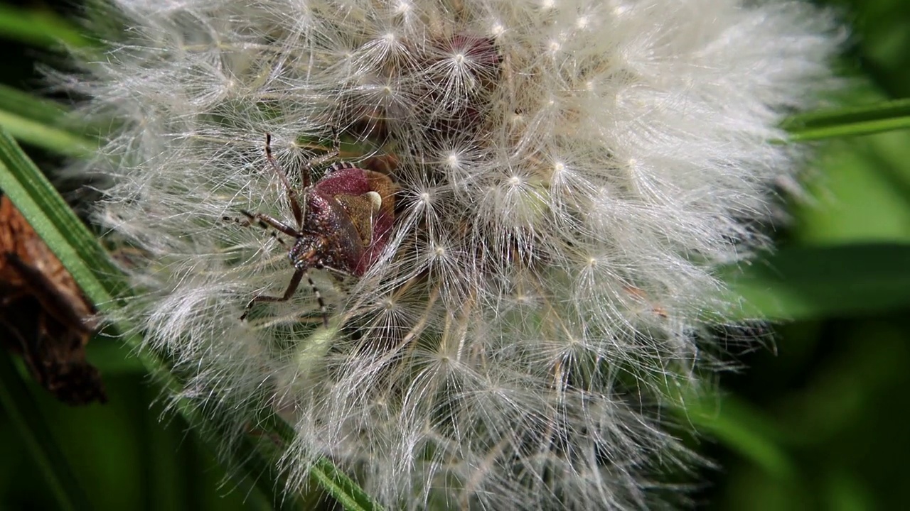 一只浆果盾虫从蒲公英种子中爬出来的特写，蒲公英也被称为Dolycoris bacarum或Beerenwanze视频素材