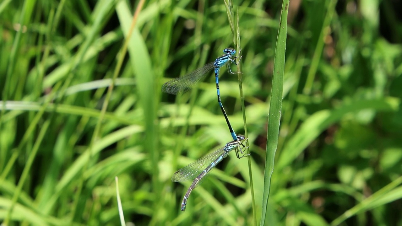 蓝色豆娘交配，Coenagrion puella视频下载