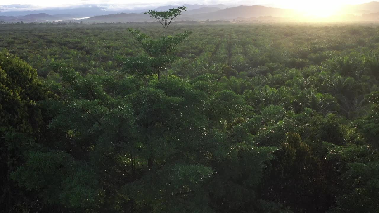 棕榈油种植园视频素材